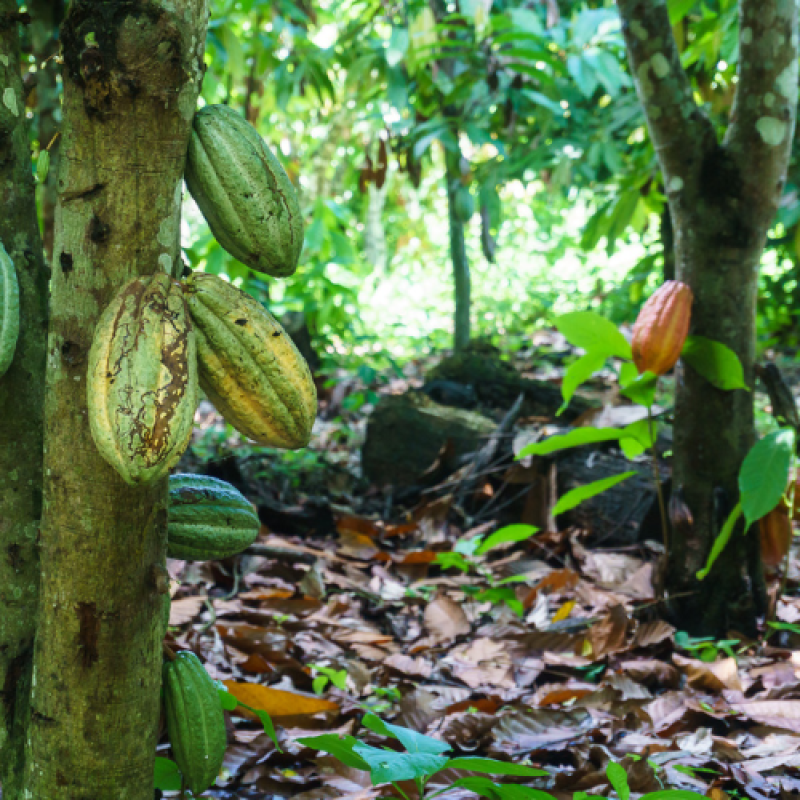 What is Direct Trade?-crop