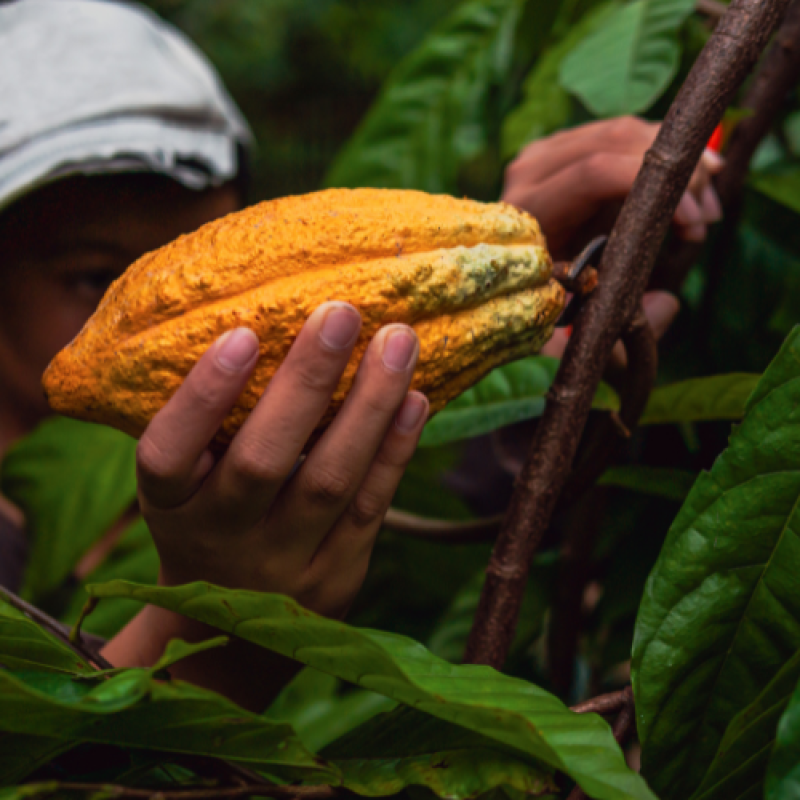 Wat is Direct Trade?-crop