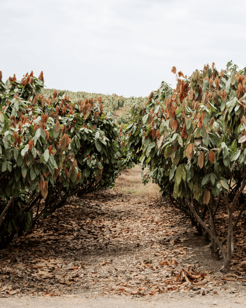 Planet-friendly practices-crop