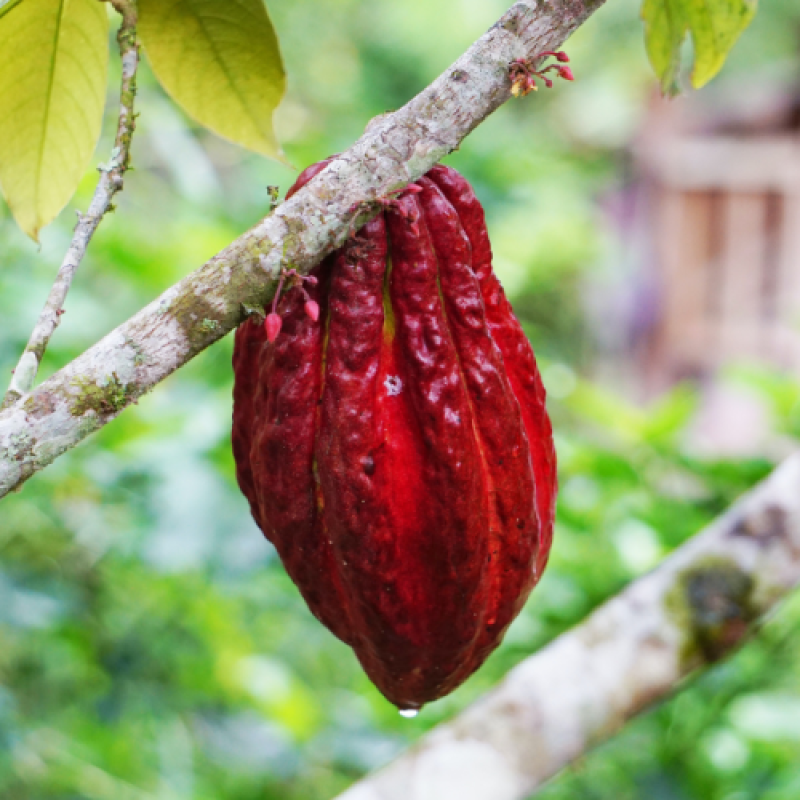 Wat is Direct Trade?-crop