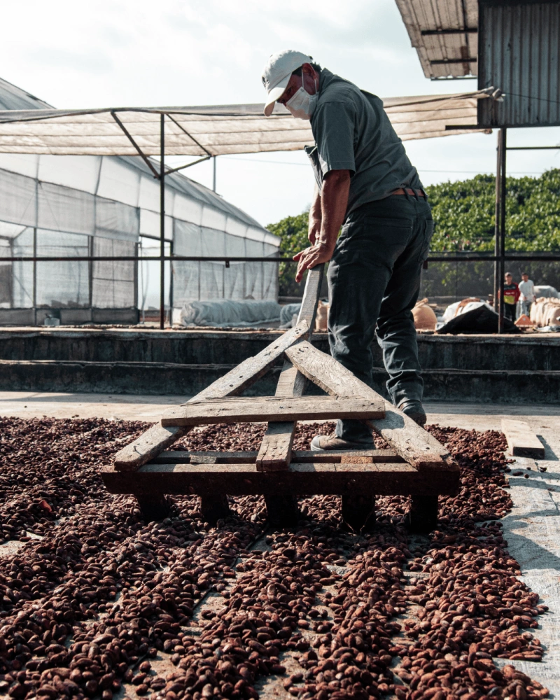 From bean to bar – A transparent journey-crop
