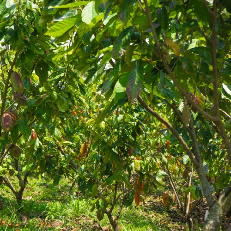 Kakao- verarbeitung in Südamerika-crop